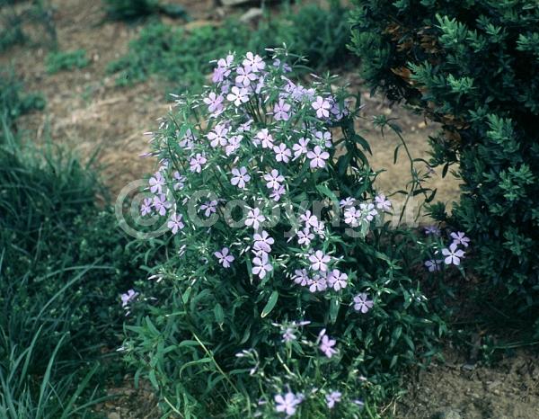 Blue blooms; Purple blooms; Pink blooms; Semi-evergreen; North American Native