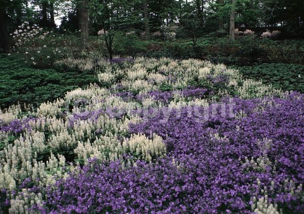 Blue blooms; Purple blooms; Pink blooms; Semi-evergreen; North American Native