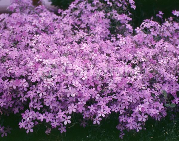 Blue blooms; Purple blooms; Pink blooms; Semi-evergreen; North American Native
