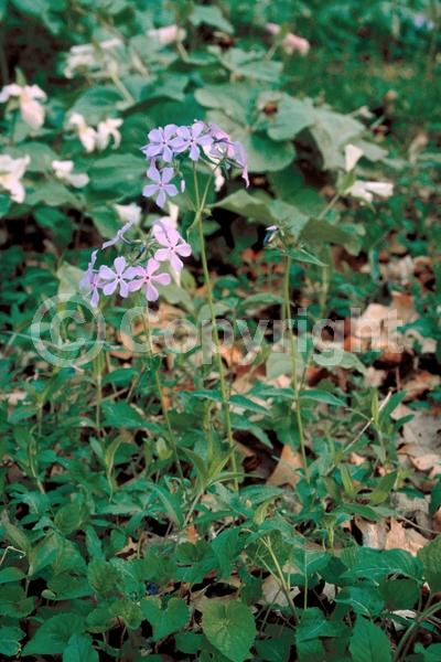 Blue blooms; Purple blooms; Pink blooms; Semi-evergreen; North American Native