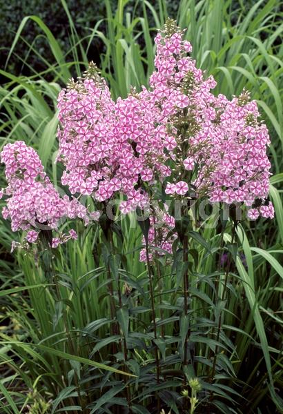 White blooms; Pink blooms; Semi-evergreen; North American Native