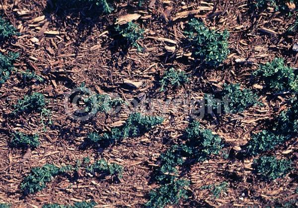 Pink blooms; North American Native