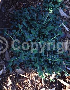 Pink blooms; North American Native