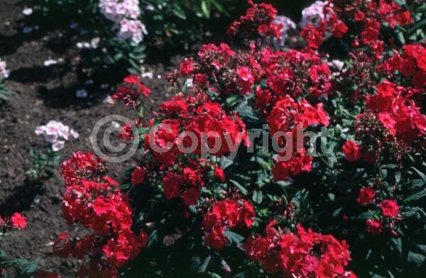 Red blooms; North American Native