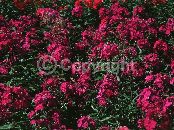 Pink blooms; North American Native