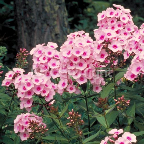 Pink blooms; Deciduous; Broadleaf; North American Native