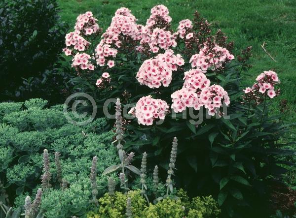 Pink blooms; Deciduous; Broadleaf; North American Native