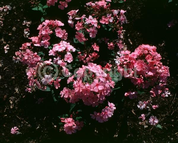 Pink blooms; North American Native