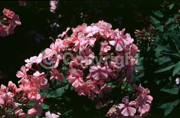 Pink blooms; North American Native