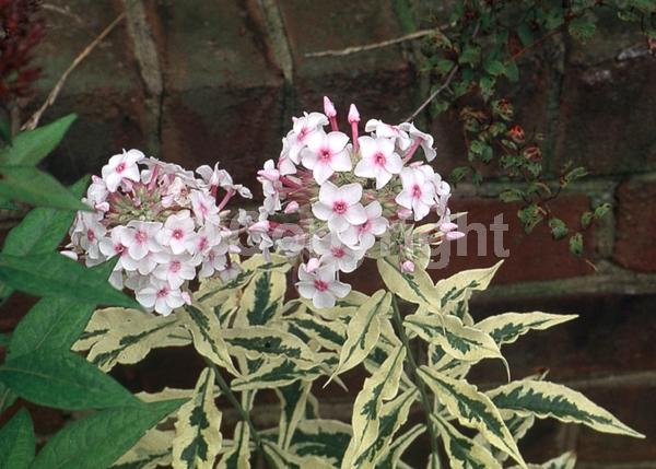 Pink blooms; North American Native