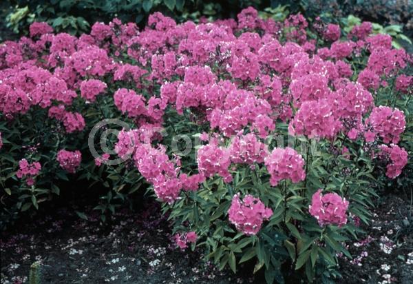 Red blooms; Orange blooms; Purple blooms; White blooms; Pink blooms; North American Native