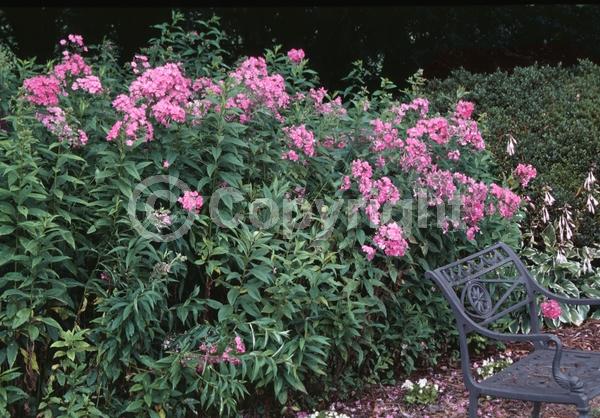 Red blooms; Orange blooms; Purple blooms; White blooms; Pink blooms; North American Native