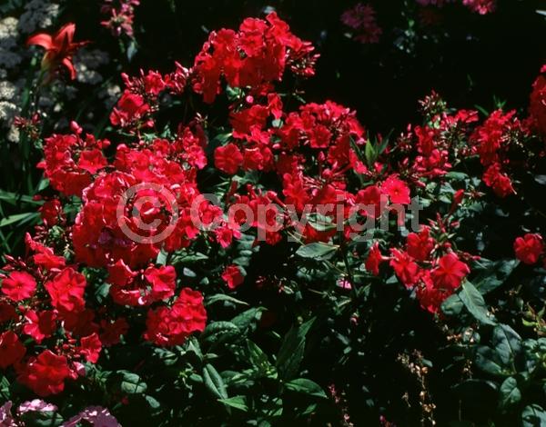 Red blooms; North American Native