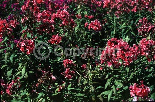 Red blooms; North American Native