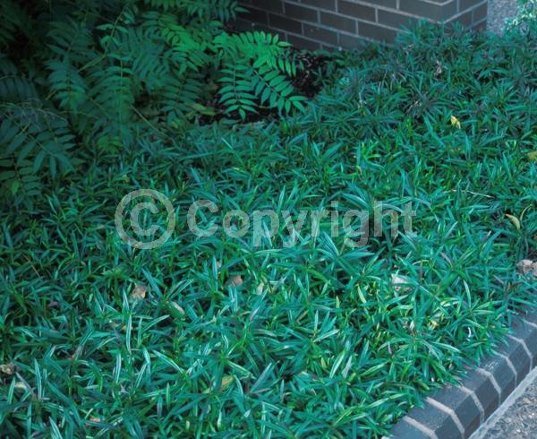 Pink blooms; North American Native