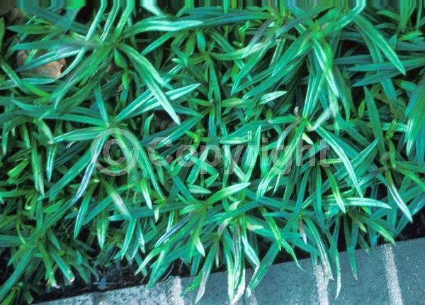 Pink blooms; North American Native
