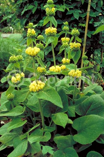 Yellow blooms; Deciduous; Broadleaf