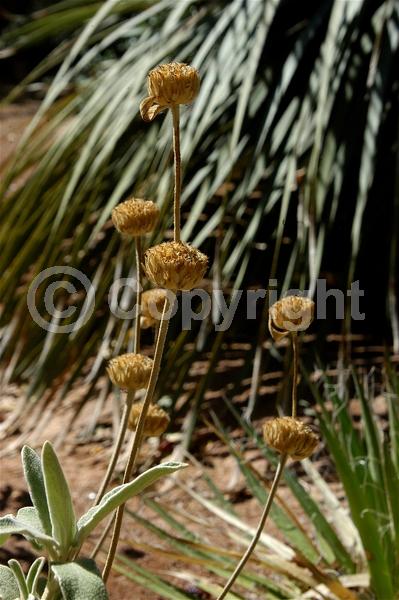 Yellow blooms; Deciduous; Broadleaf