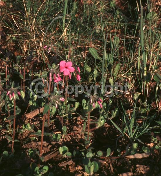 Pink blooms; Evergreen; Semi-evergreen; North American Native
