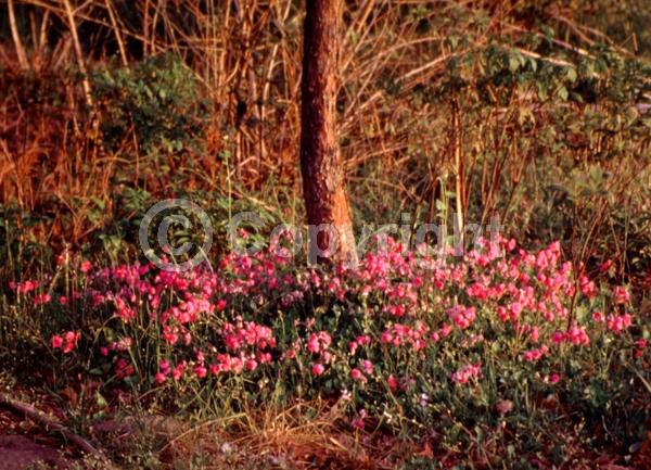 Pink blooms; Evergreen; Semi-evergreen; North American Native
