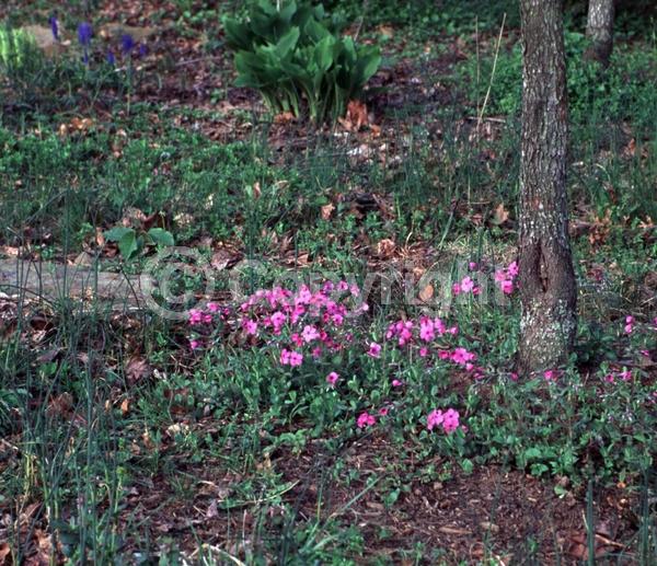 Pink blooms; Evergreen; Semi-evergreen; North American Native