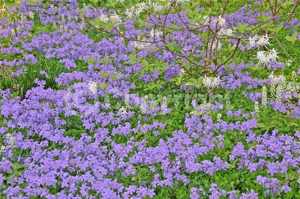 Blue blooms; Purple blooms; White blooms; Pink blooms; Evergreen; Semi-evergreen; North American Native