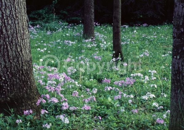Blue blooms; Purple blooms; White blooms; Pink blooms; Evergreen; Semi-evergreen; North American Native