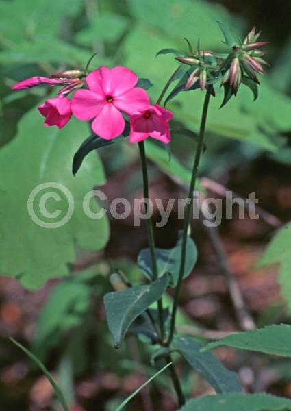 Blue blooms; Purple blooms; White blooms; Pink blooms; Evergreen; Semi-evergreen; North American Native
