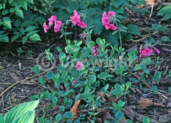 Blue blooms; Purple blooms; White blooms; Pink blooms; Evergreen; Semi-evergreen; North American Native