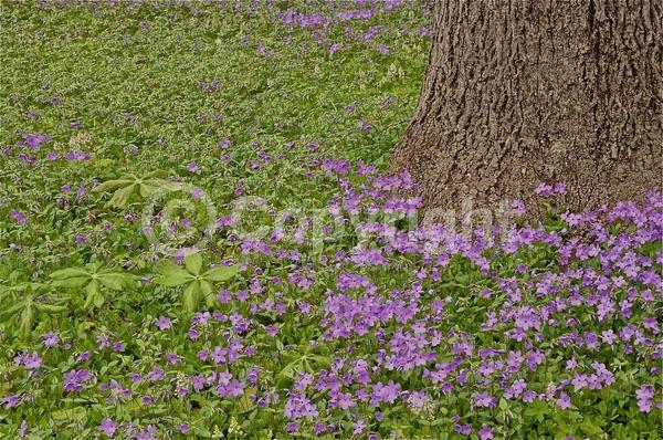 Blue blooms; Purple blooms; White blooms; Pink blooms; Evergreen; Semi-evergreen; North American Native