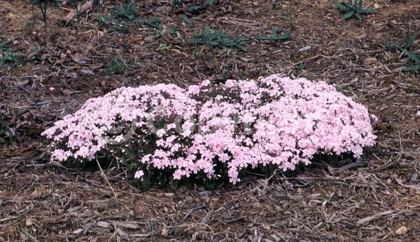 White blooms; Pink blooms; Evergreen; North American Native