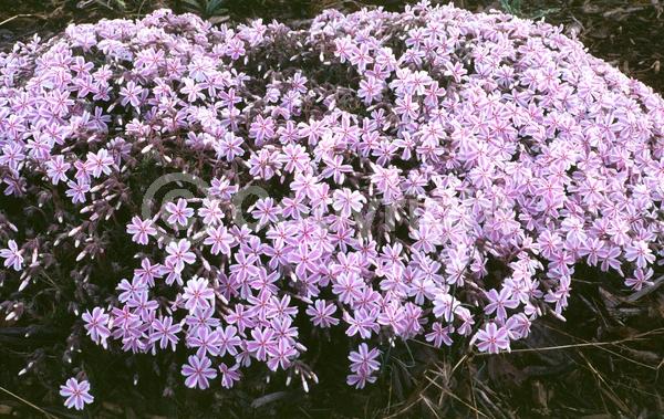 White blooms; Pink blooms; Evergreen; North American Native