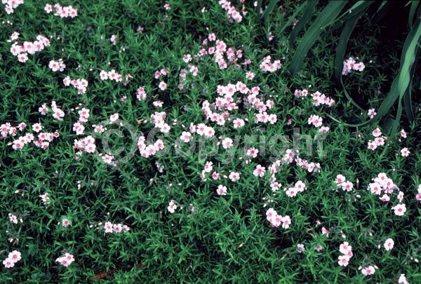 White blooms; Pink blooms; Evergreen; Deciduous; North American Native