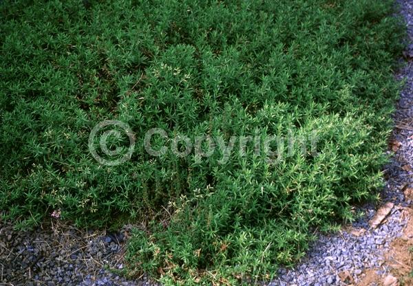 White blooms; Pink blooms; Evergreen; Deciduous; North American Native