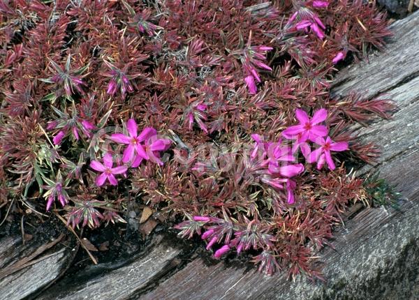 Pink blooms; Evergreen; Deciduous; North American Native