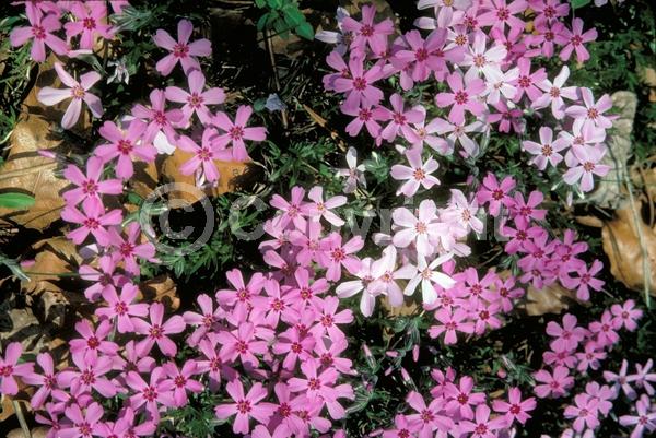 Blue blooms; White blooms; Pink blooms; Lavender blooms; Evergreen; Deciduous; North American Native
