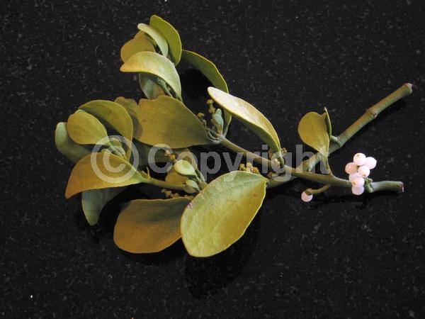 North American Native