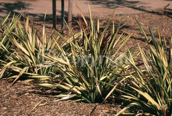Red blooms; Evergreen