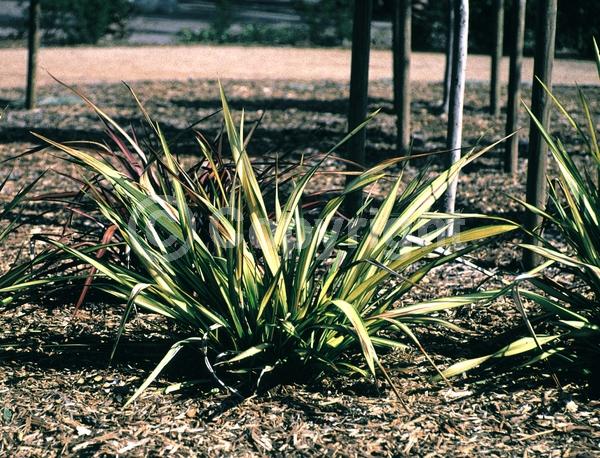 Red blooms; Evergreen