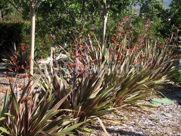 Orange blooms; Evergreen
