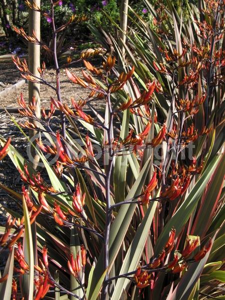 Orange blooms; Evergreen