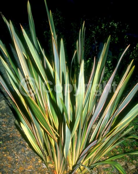 Purple blooms; Evergreen; Broadleaf