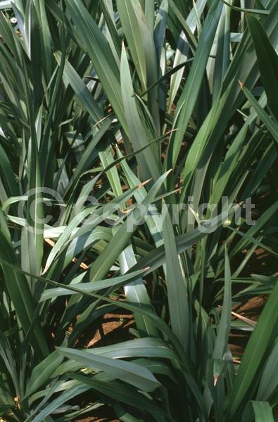 Red blooms; Evergreen