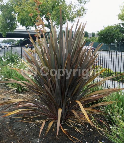 Red blooms; Evergreen