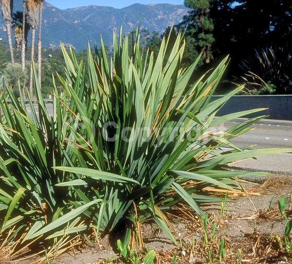 Red blooms; Evergreen