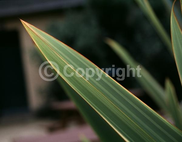 Purple blooms; Evergreen