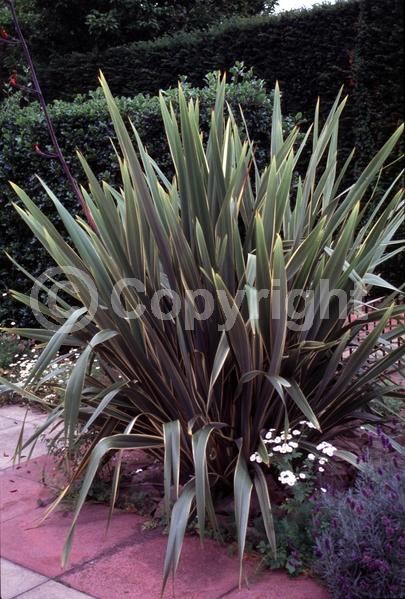 Purple blooms; Evergreen