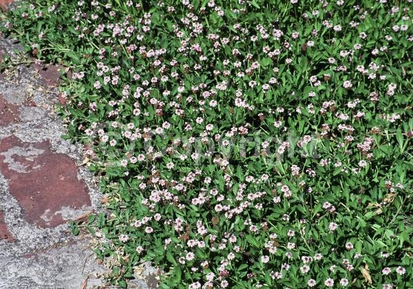 Purple blooms; Evergreen