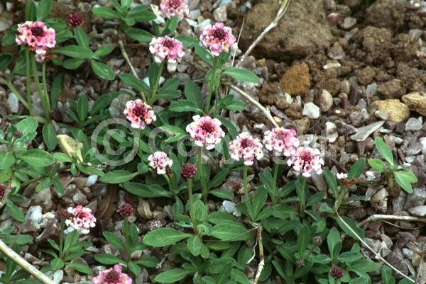 Purple blooms; Evergreen