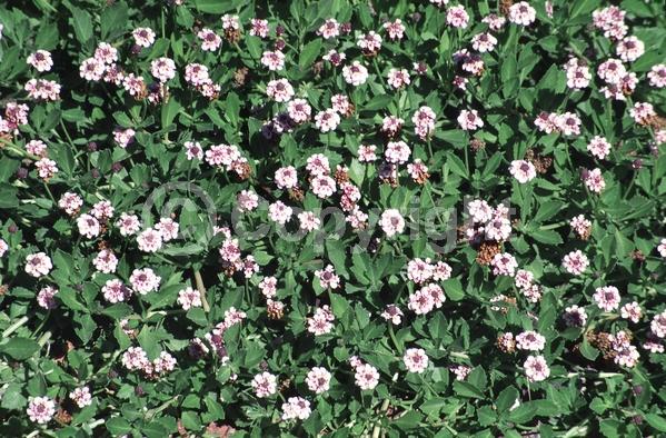 Purple blooms; Evergreen